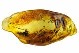 Fossil Wingless Barklouse (Psocoptera) & Fly (Diptera) in Baltic Amber #159868-1